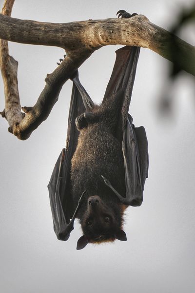 Zwarte vleerhond bij Pine Creek, Australië